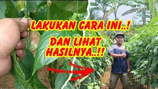 PERAWATAN CABE RAWIT AGAR TUMBUH SUBUR DAN MAKSIMAL