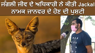 Nakodar ਵਿੱਚ ਜੰਗਲੀ ਜੀਵ ਦੇ ਅਧਿਕਾਰੀ ਨੇ ਕੀਤੀ Jackal ਨਾਮਕ ਜਾਨਵਰ ਦੇ ਹੋਣ ਦੀ ਪੁਸ਼ਟੀ