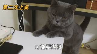 猫犯错这样训!不打不骂与猫正确相处方式