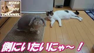 うさぎの側にいたい猫　パート　Ⅳ(モコ＆マロン）Cat wanting to be on the side of the rabbit part Ⅳ