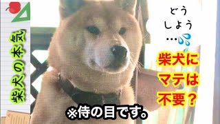 【柴犬】柴犬の本気には「マテ」はいらないのか！？【柴猫】※野生動物番組風にしたかったのに滑ってることはわかってる柴犬の本気。