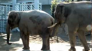 Asian elephants cry.アジアゾウ叫ぶ。