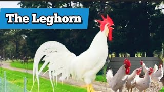 Leghorn Chickens - Why You Should Have Them.