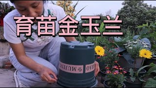 把胡萝卜一样的根种到花盆里，一个月之后，长成美味的金玉兰菜。