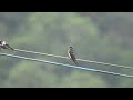 20241103 北鳥田寮洋例行 洋燕 hirundo javanica