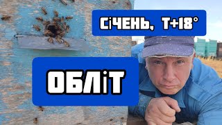 ✅Бджола облітується, а я не радуюсь