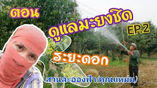 ตอน​ ดูแลมะยงชิด-มะปรางหวานตอนออกดอก