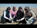 rehabilitation of the natural vegetation in the liyah desert kuwait