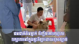 ជនជាតិចិនម្នាក់ ចិញ្ចឹមតោឈ្មោល ១ក្បាលនៅក្នុងផ្ទះវីឡាដោយខុសច្បាប់