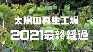 [太陽の再生工場]最終経過　凄いよ