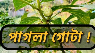 ধুতরা গাছ ।বিষাক্ত ঔষদী বিলুপ্ত গাছ। Dhutra tree. Poisonous medicinal extinct tree.