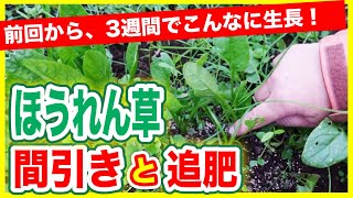 【ほうれん草の育て方】間引きと追肥のやり方！1回目の間引きから3週間、こんなに大きく！！～狭い庭で家庭菜園～