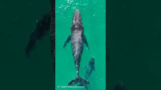 🐳浅瀬を泳ぐザトウクジラの親子！／AI集合知の時代へ