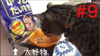 【#9 本日のポテト】大好物のかつお節を食らう猫