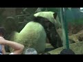 201404181227帥團上架囉the giant panda tuan tuan