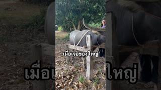 ใจต้องนิ่ง #ควาย #ควายงาม #ควายไทย #เลี้ยงควาย #น่ารัก #animals #farming #buffalo #cow #farming #ai