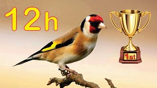 Goldfinch 12h The BEST Song