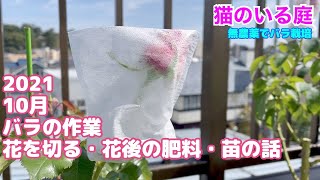 【猫のいる庭】10月 バラの作業　花を切る・花後の肥料・苗の話