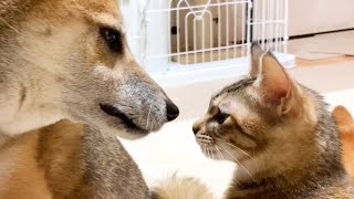 子猫が大好きなのに接近すると少し空回りする柴犬 Shiba Inu is not angry!love kittens