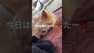 今日のここちゃん🐶