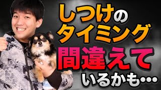 ワンちゃんのしつけのタイミング間違えてませんか？車に向かって走る、吠える