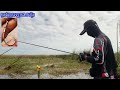 fun fishing for black snakehead fish