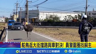 鴕鳥逛大街擋路與車對決! 員警圍圈找飼主｜三立新聞網 SETN.com