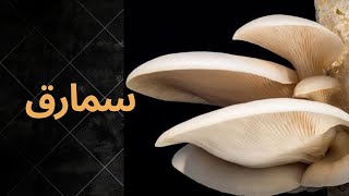 🌱 **کشت سمارق (قارچ) در فضای خانگی** 🌱 Home Cultivation of Mushrooms