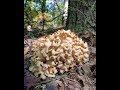 FORAGING CAULIFLOWER MUSHROOM (Sparassis crispa)