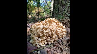 FORAGING CAULIFLOWER MUSHROOM (Sparassis crispa)