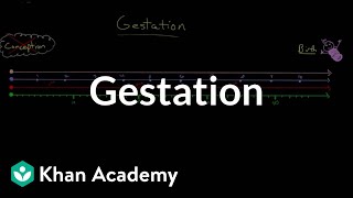 Gestation | Behavior | Mcat | Khan Academy