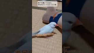 【お泊まり文鳥】素足に乗れないからケージに戻る文鳥。 #javasparrow#bird #クリーム文鳥のもかちゃん