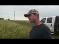 wheat tour 2017 alfalfa county 5 27 17