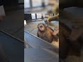 monkey reaction to magic funniest reaction on magic shorts shortvideo monkey