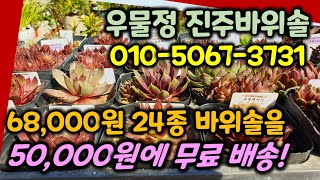 햇살 좋은 봄!새롭고  가성비 좋은 24종 바위솔 오만원! 우물정진주바위솔에서 세트 구성 판매 무료배송합니다