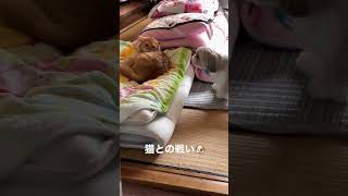 【シーズー】猫にちょっかいだしてみたでち #shorts