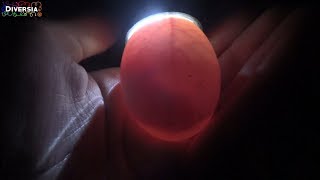 WATCHING INSIDE A FERTILIZED EGG - CANDLING DUCK EGGS