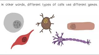DNA, Chromosomes & Genes