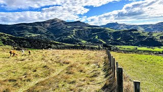 Drive to Shamarra Alpacas near Christchurch, New Zealand