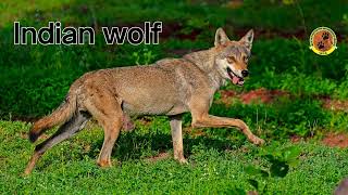 Indian wolf | भारतीय भेड़िया | Endangered species