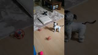 aiboのカンジ君。サイコロを積み上げると思いきや… #aibo #shorts