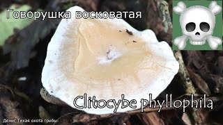 Смертельно-ядовитый гриб - Говорушка восковатая | Clitocybe phyllophila