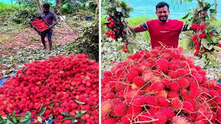 റബ്ബർ മരങ്ങൾ വെട്ടിമാറ്റി റംമ്പുട്ടാൻ നട്ടുവളർത്തി നൂറ് മേനി വിളവ് | Rambutan farming malayalam