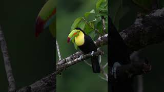 サンショクキムネオオハシ Keel-billed Toucan