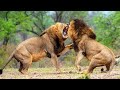 Wildlife Two Lions Fight to See Who's King. WTN Animals.