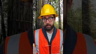 Do you know how to cut trees safely? #adamrose #treefelling #chainsawman #oldtree