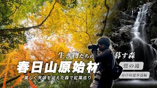 【生き物たちの暮す森】今が見頃!? 春日山原始林で楽しむ紅葉巡り 〜 鶯の滝・春日山遊歩道の紅葉編 〜｜The Forest Where Life Goes On