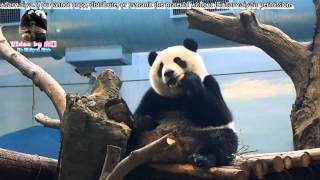 20150829圓仔翹腳吃窩窩頭 The Giant Panda Yuan Zai