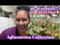 Aglaonema Collection || 20 + Varieties || What Are My Top 3?