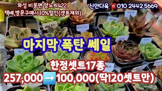 비봉신안다육 마지막폭탄쎄일60%할인 20셋트한정 레드시리우스 쉘브르  슈가볼 로제스타등succulents  plant 多肉植物